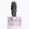 CEREUS FORBESII SPIRALIS